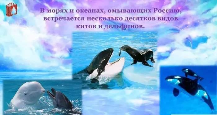 киты и дельфины