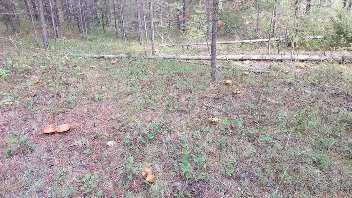 Грибной день с Библиотекой для детей и молодежи