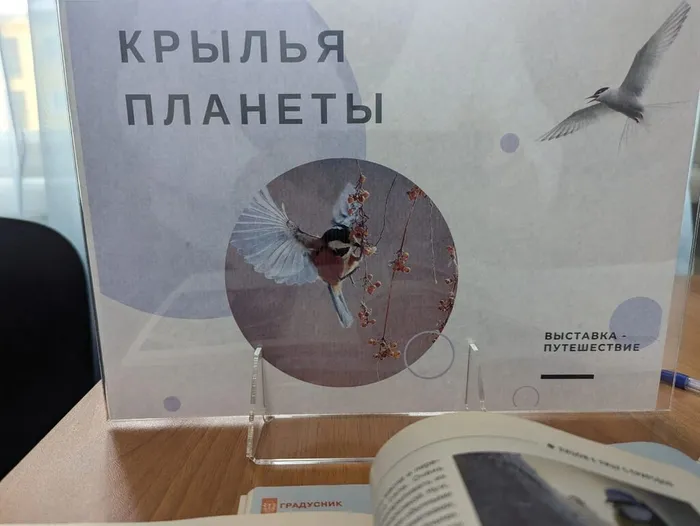 12 ноября - Синичкин день!