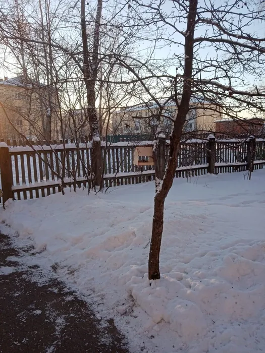 Птицы зимой